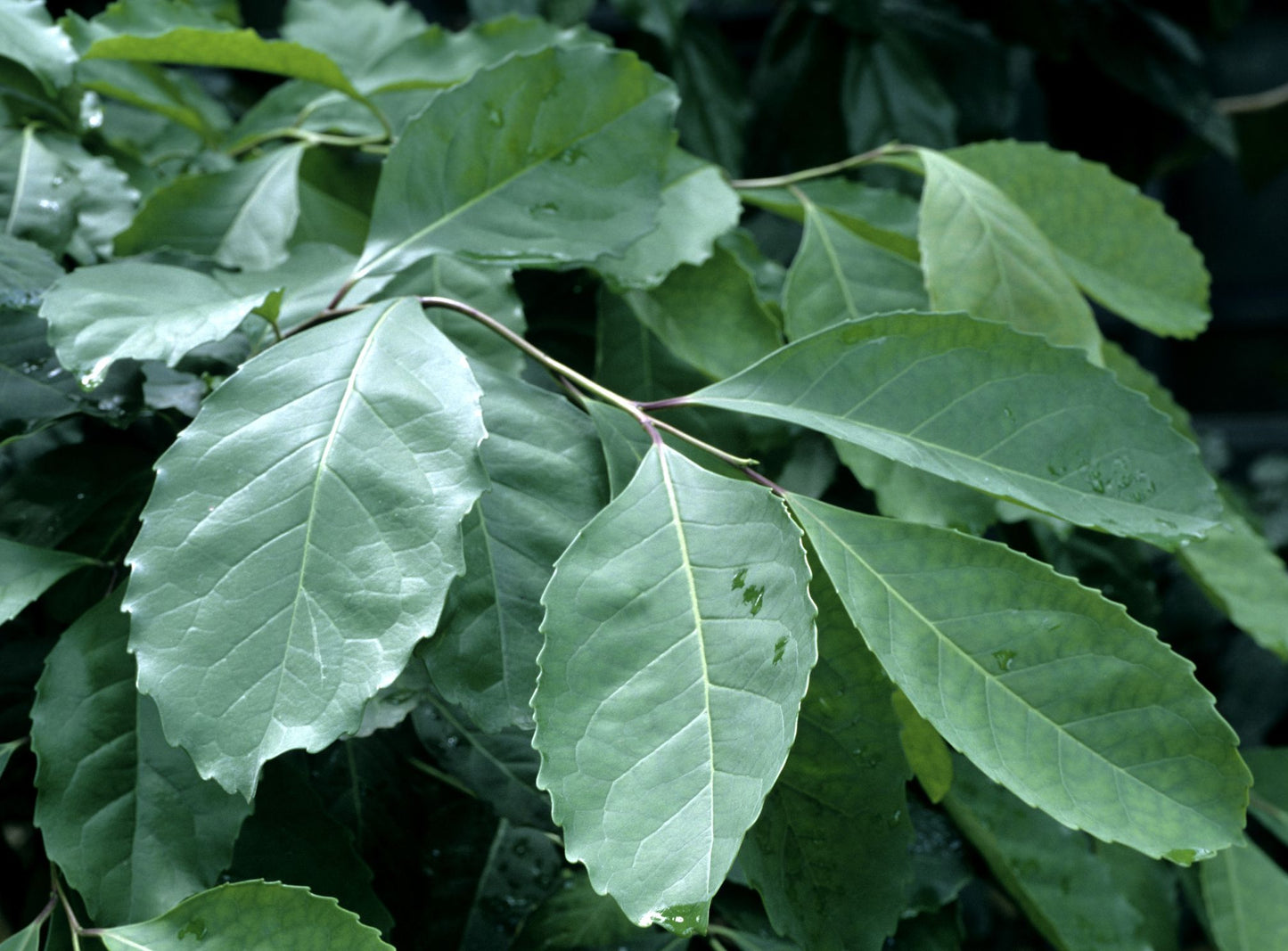 Maté - Indian Summer