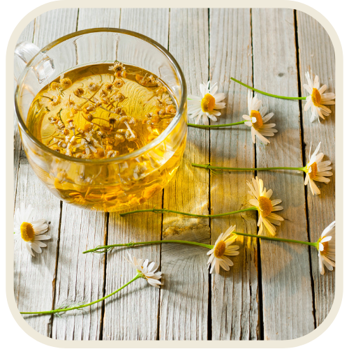 Chamomile flowers